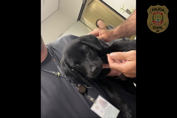 PCDF prende homem em flagrante por abandono de animal em operação conjunta com a Polícia Civil de Santa Catarina e Polícia Federal