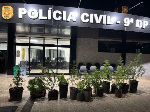 PCDF descobre pés de maconha no meio de plantação de mandioca na Fercal