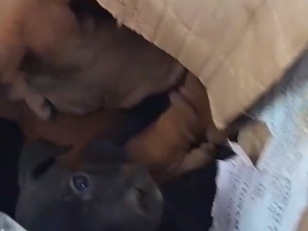 Imagem de filhote de cachorro em uma caixa de papelão