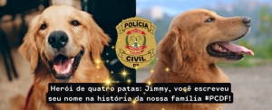 Jimmy: Cão policial da PCDF aposenta após serviço dedicado à segurança pública
