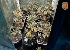 PCDF desmantela operação de cultivo de maconha em residência de alto padrão