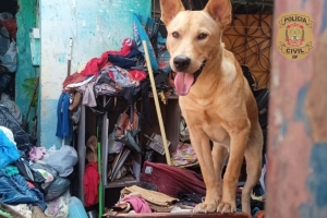 PCDF resgata nove cães vítimas de maus-tratos em residência na Ceilândia