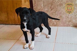 PCDF indicia mulher por abandono de animal em via pública do Sol Nascente